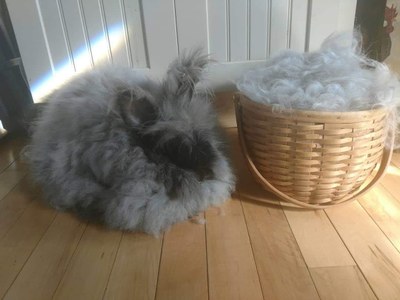 Angora rabbit next to basket of rabbit hair