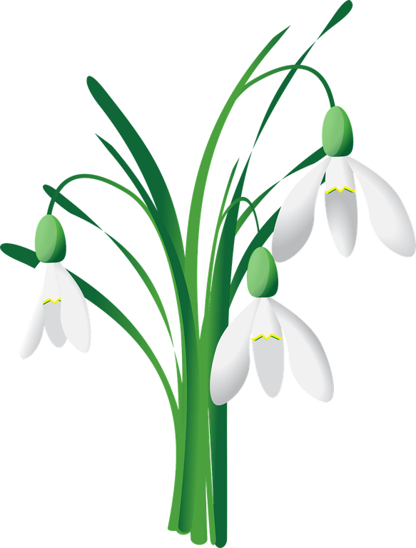 snowdrop-4809843_1280.png