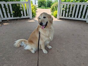 Sophie.jpg
