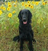 Black dog sitting in field of sunflowers