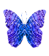 butterfly from pixabay.png