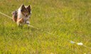 Dog Scout 1.jpg