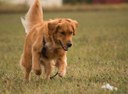 Dog Scout 2.jpg