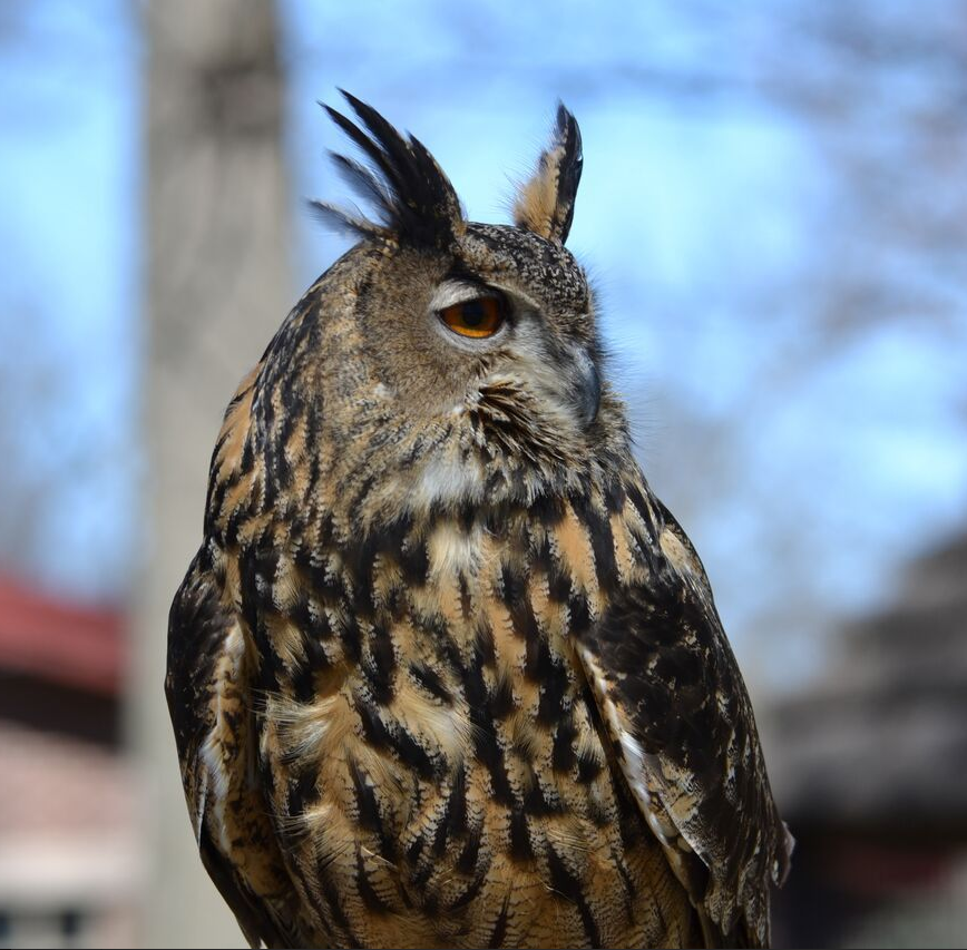Zoo Owl Sideview.PNG