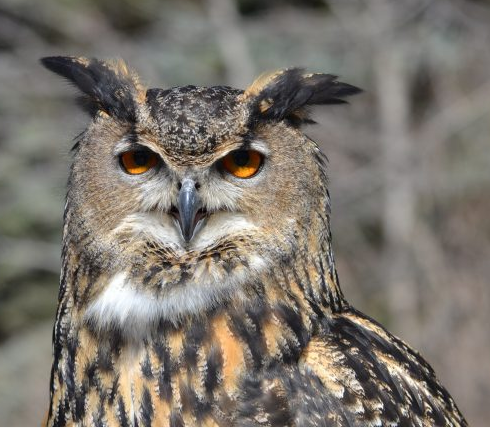 Zoo 's Owl 1.PNG